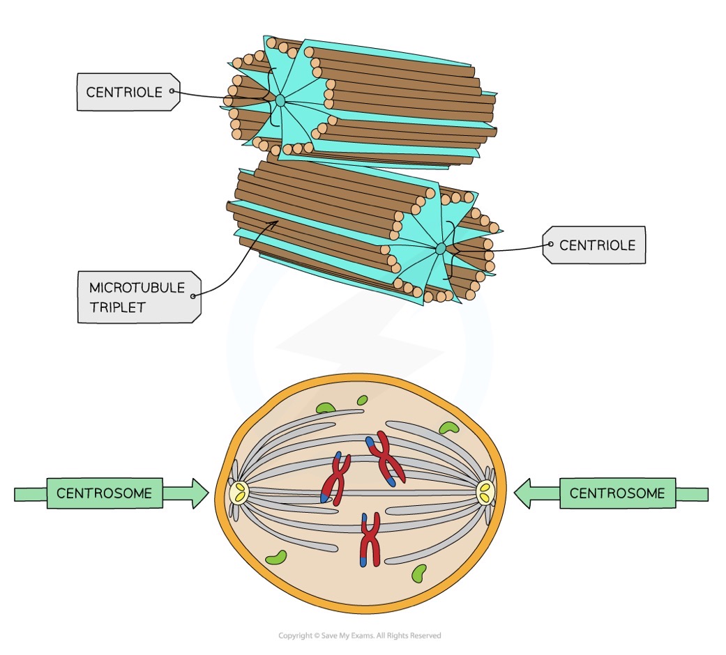 <ul><li><p>Component of cytoskeleton</p></li><li><p>Made of microtubules (hollow)</p></li><li><p>2 centrioles at right angles to each other form the centrosome</p></li></ul><p></p>