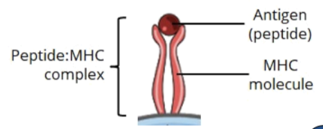 <ul><li><p>MHCs are molecules that display antigen specific peptides on the surface of cells </p></li><li><p>aThis MHC-antigen complex can be recognized by the TCR and its co-receptors (CD4 or CD8) to initiate an adaptive immune response, which leads to elimination of foreign antigens</p></li></ul><p></p>