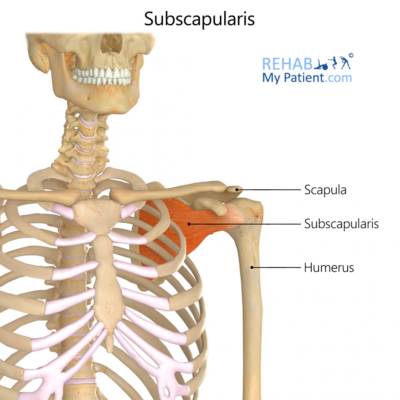 <p>polazište: fossa subscapularis</p><p>hvatište: tuberculum minus, crista tuberculi minoris</p><p>inervacija: n. subscapularis</p><p>unutarnja rotacija!!, a(b)dukcija</p>