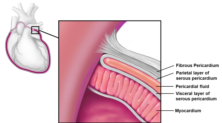 <p>membrane that surrounds the heart</p>