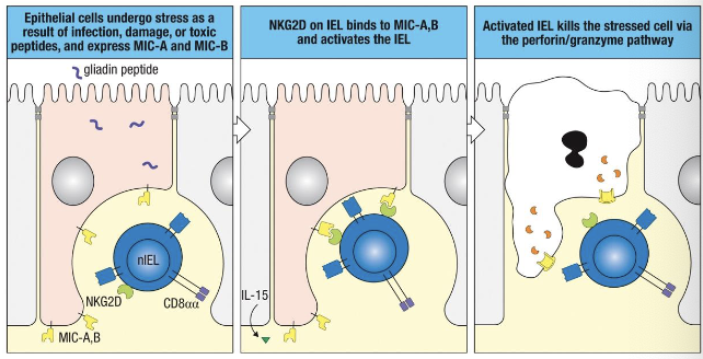 <p>function like NK cells (act independently of TCR activation through NKG2D)</p>
