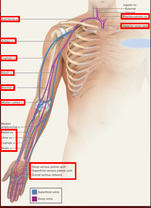 <ul><li><p>Deep & superficial veins</p></li><li><p>hand vv. drain into forearm</p><ul><li><p>deep/superficial venous palmar arches/network</p></li><li><p>radial, ulnar, cephalic & basilic</p></li></ul></li><li><p>forearm drains to arm</p><ul><li><p>basilic, radial, ulnar vv. drain to the brachial vv.</p></li><li><p>cephalic, basilic & brachial vv. drain to the axillary vv.</p></li><li><p>median cubital vv. </p><ul><li><p>between cephalic & basicli</p></li></ul></li></ul></li><li><p>arms to subclavian vv.- brachiocephalic vv- svc</p></li></ul><p></p>