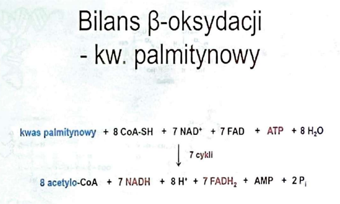 <p>8 cząsteczek acetylo-CoA, 7 cząsteczek NADH, 7 cząsteczek FADH<sub>2</sub></p>