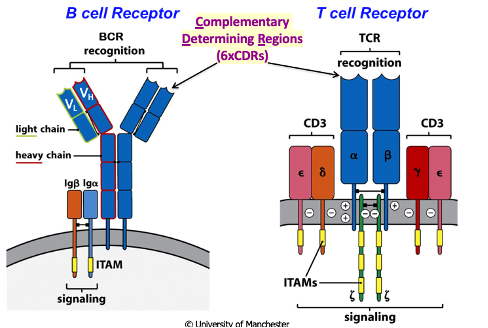 <ul><li><p>They are multi-chain receptor complexes with chains that are specialised for recognition and signalling following recognition </p></li></ul><p></p>