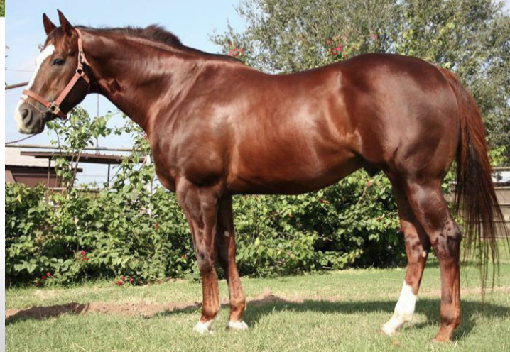 <p>What solid color is this horse?</p>