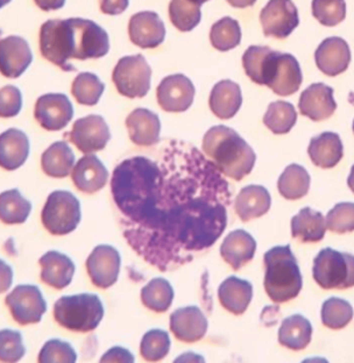 <p>what type of leukocyte, and in what species?</p>