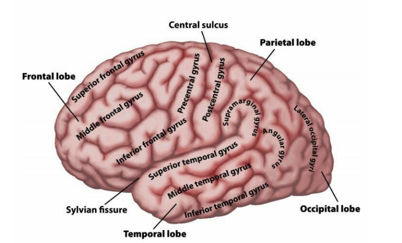 <p>Gyri thick folds of the brain (gray matter) —> nerve cells here </p>