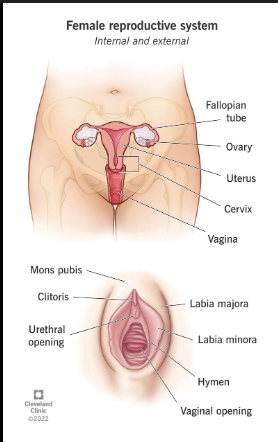 <p>(see gross anatomy flashcards for more photos)</p><p>a. Ovary – produces ova and hormones</p><p>b. Uterine tube – transports egg</p><p> • Fimbriae: finger-like projections</p><p> • Ampulla: site of fertilization</p><p> • Isthmus: narrowest part</p><p>c. Uterus – supports embryo/fetus</p><p> • Fundus: upper dome</p><p> • Body: main portion</p><p> • Uterine cavity: central space</p><p> • Isthmus: between body and cervix</p><p> • Internal/external os: uterine openings</p><p>d. Cervix – connects uterus to vagina</p><p>e. Vagina – muscular canal to exterior</p><p>f. Clitoris – erectile tissue</p><p>g. Labia majora/minora – external folds</p><p>i. Perimetrium – outer serosa</p><p>j. Myometrium – muscular middle layer</p><p>k. Endometrium – inner lining (shed monthly)</p><p>l. Broad ligament – supports uterus</p><p>m. Round ligament – helps keep uterus in position</p><p>16. Ovulation structures::</p><p>a. Primary follicle – early egg + support cells</p><p>b. Secondary follicle – developing fluid-filled cavity</p><p>c. Tertiary follicle – mature Graafian follicle</p><p>d. Released secondary oocyte – ovulated egg</p><p>e. Corpus luteum – produces progesterone</p><p>f. Corpus albicans – scar tissue after luteum degenerates</p>