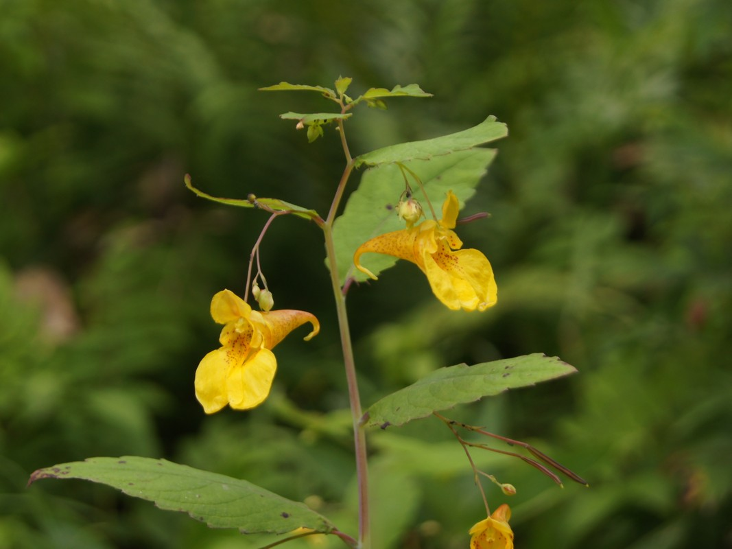 <p><em>Balsaminaceae -</em> netýkavkovité</p><p><em>Impatiens noli-tangere -</em> netýkavka nedůtklivá</p>