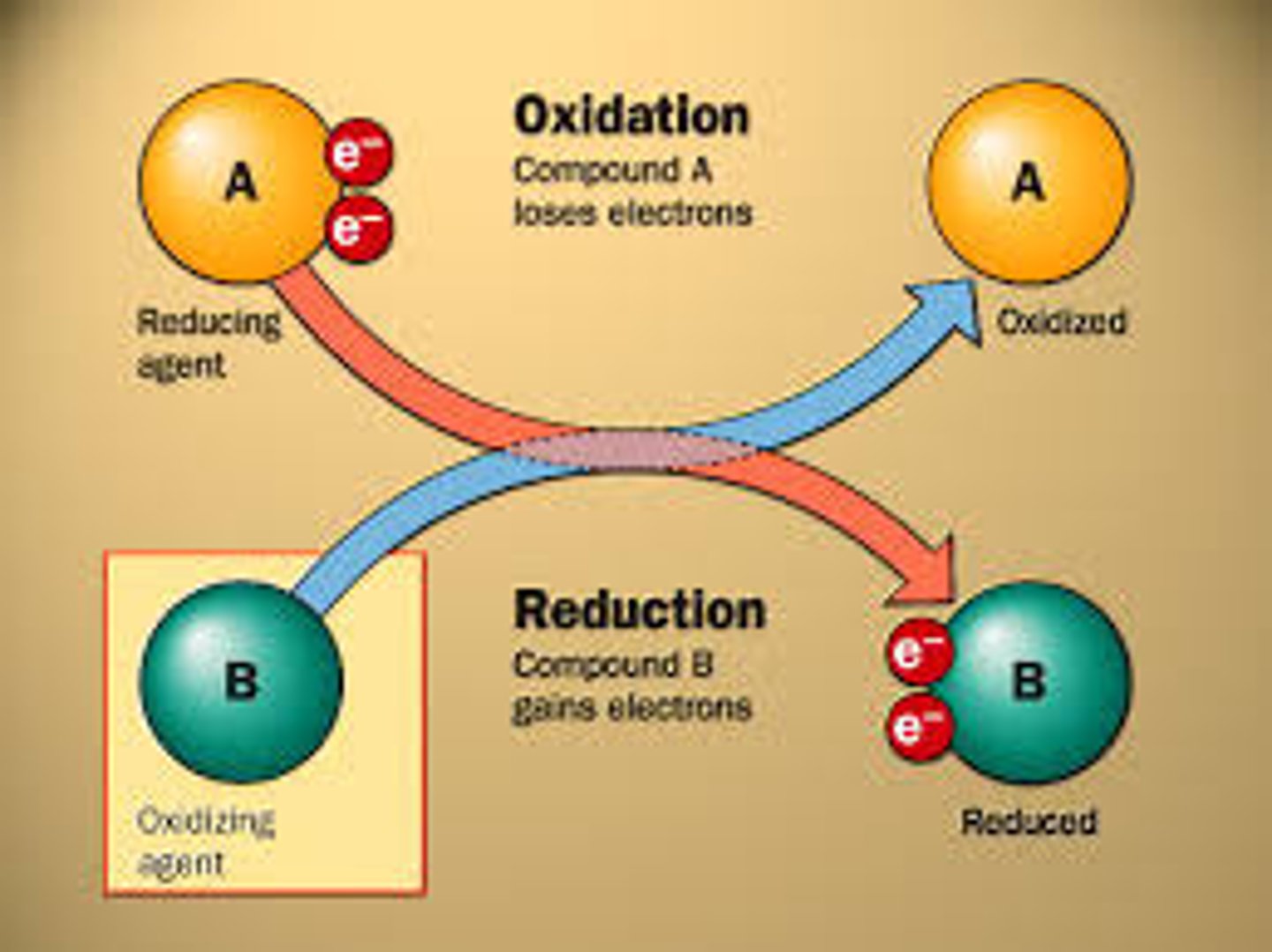 <p>gain of electrons</p>