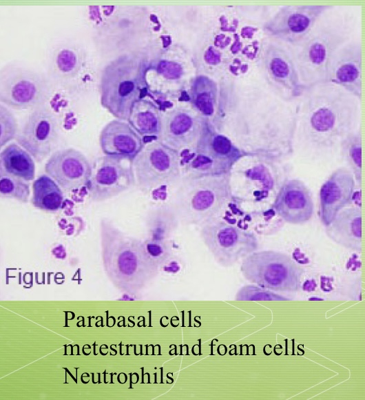 <p>What estrous stage is this</p>