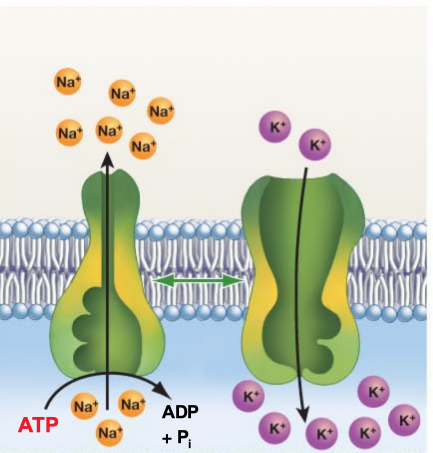 <p>What is Active Transport and some examples?</p><p></p>