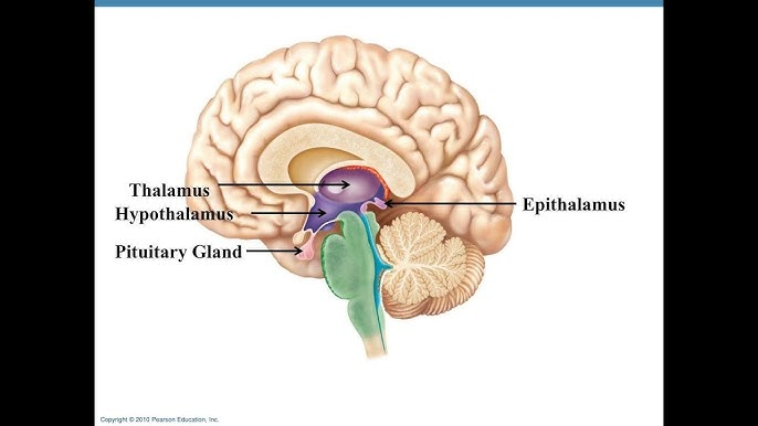 <p>epithalamus</p>