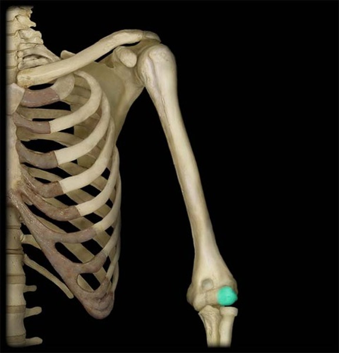 <p>Rounded distal end of humerus for radius.</p>
