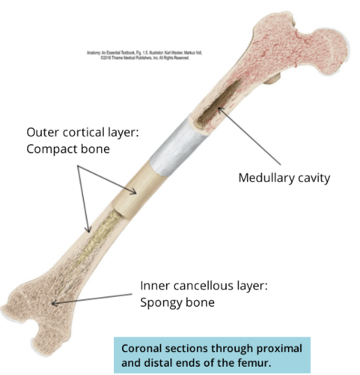 <p>- where blood cells are produced, found in the inner cavity of the bone</p>