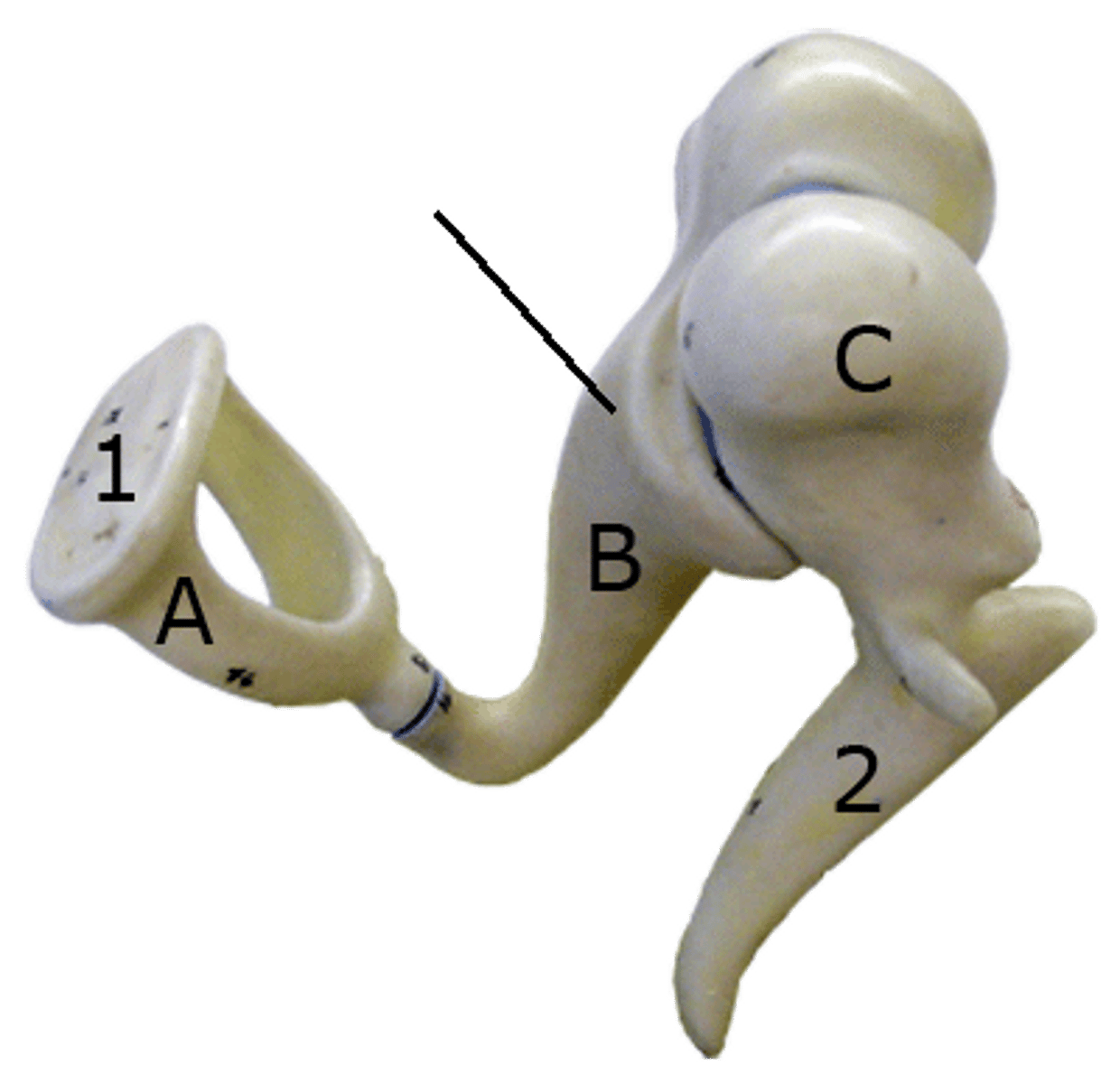 <p>DEFINITION</p><p>Second (middle) ossicle</p>