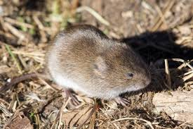 <p><span>Microtus pennsylvanicus</span></p>