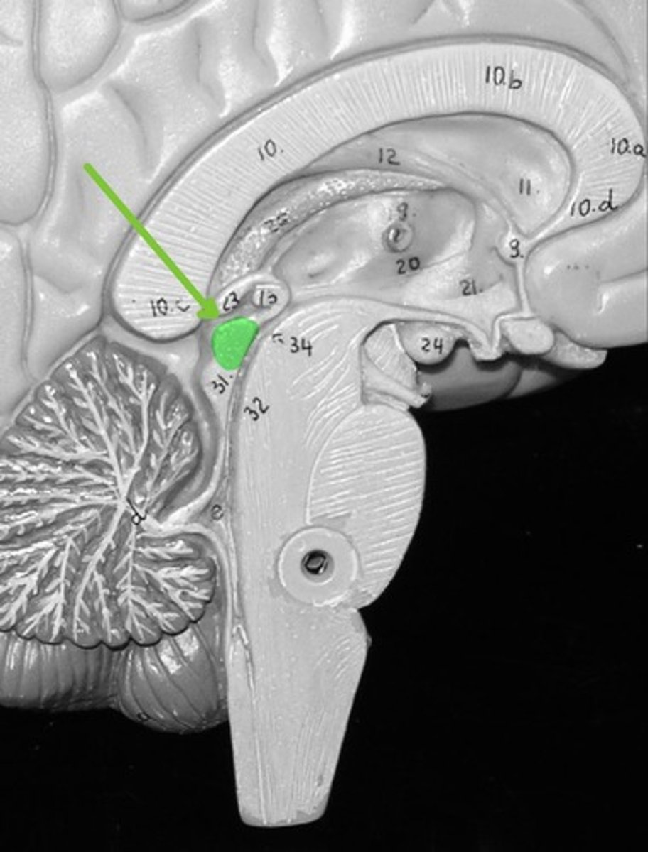 <p>Located in the midbrain and contains reflex centers for vision</p>