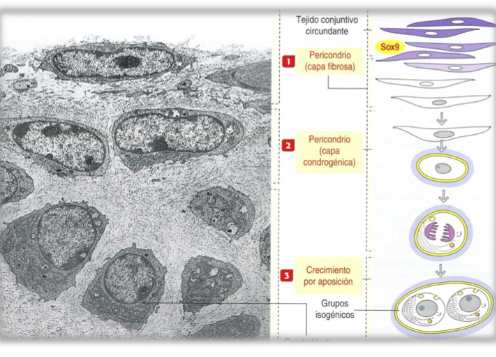 <p>What is appositional growth?</p>