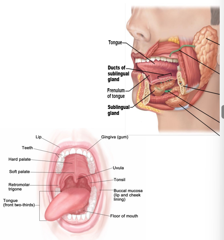 <p>The mouth, tell me about it</p>