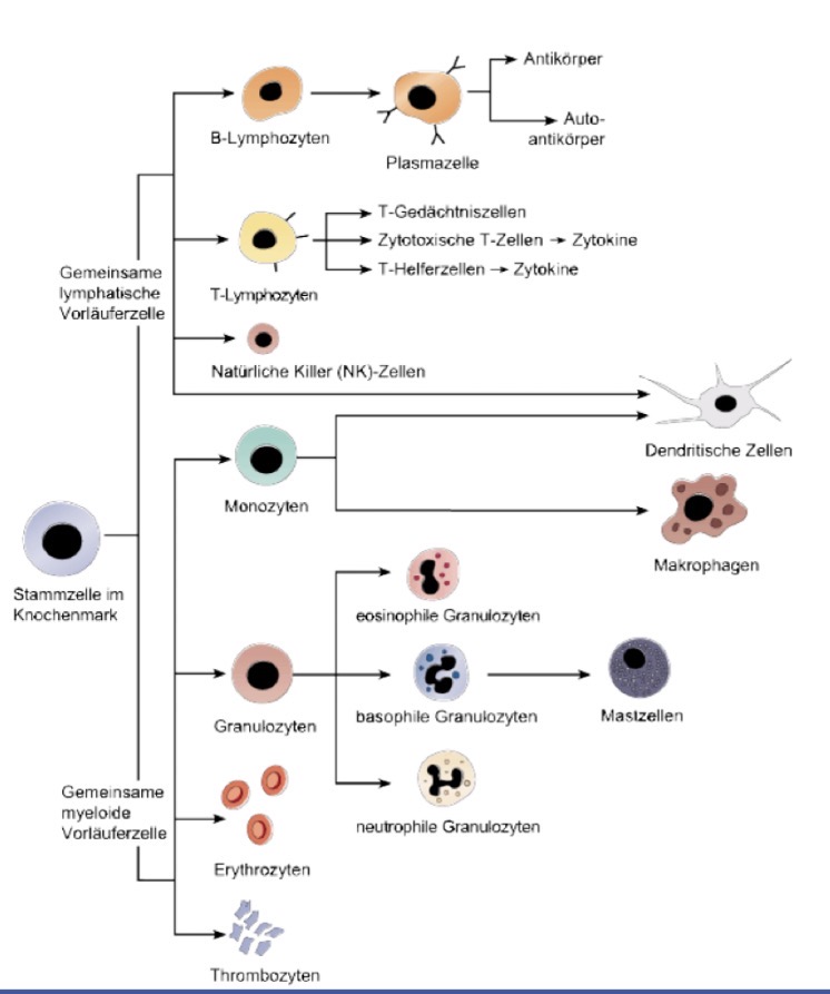 <p>Stammzelle im Knochenmark → Pluripotent</p><p></p><p>Myeloische Vorläuferzelle → unspezifische Immunabwehr, Sauerstofftransport6 Blutgerinnung</p><p>Lymphatische Vorläuferzelle → zuständig für die spezifische Immunabwehr  </p><p></p>