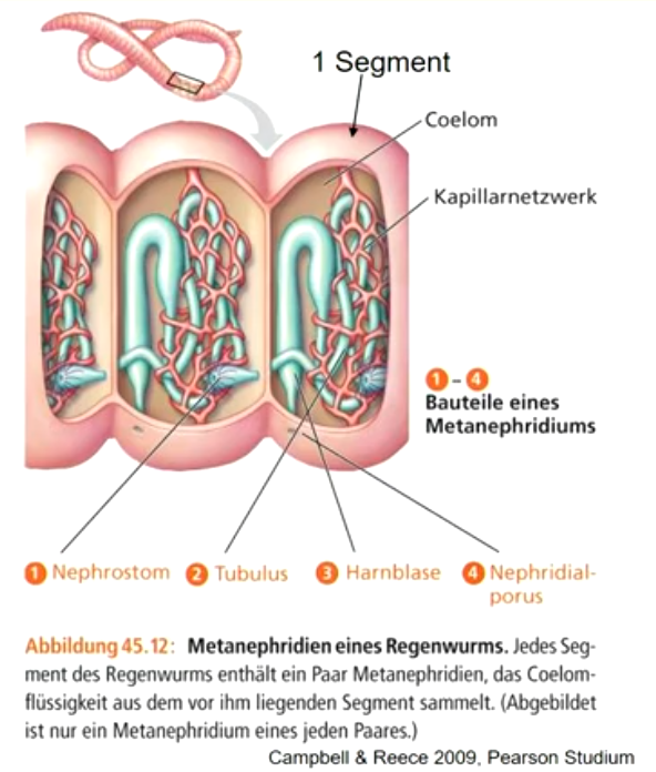 **Metanephridien** bei Anneliden (z.B. Regenwürmer) in jedem Körpersegment. 

Blutdruck presst Körperflüssigkeit durch permeable Wand ins Cölom. Zellen u. große Moleküle werden an sehr feinen Poren der extrazellulären Matrix der Zellen zurückgehalten, d.h. **Ultrafiltration**. 

Metanephridien sind schlauchförmige Exkretionsorgane, die sich mit einem **bewimperten Trichter** (Nephrostom) ins **Coelom** öffnen. 

Bewimperte Zellen des Metanephridiums saugen Coelomflüssigkeit an.

Im röhrenförmigen Teil (Tubulus) werden Substanzen zurückgewonnen; Harn in Blase gesammelt und durch Nephroporus abgegeben.
