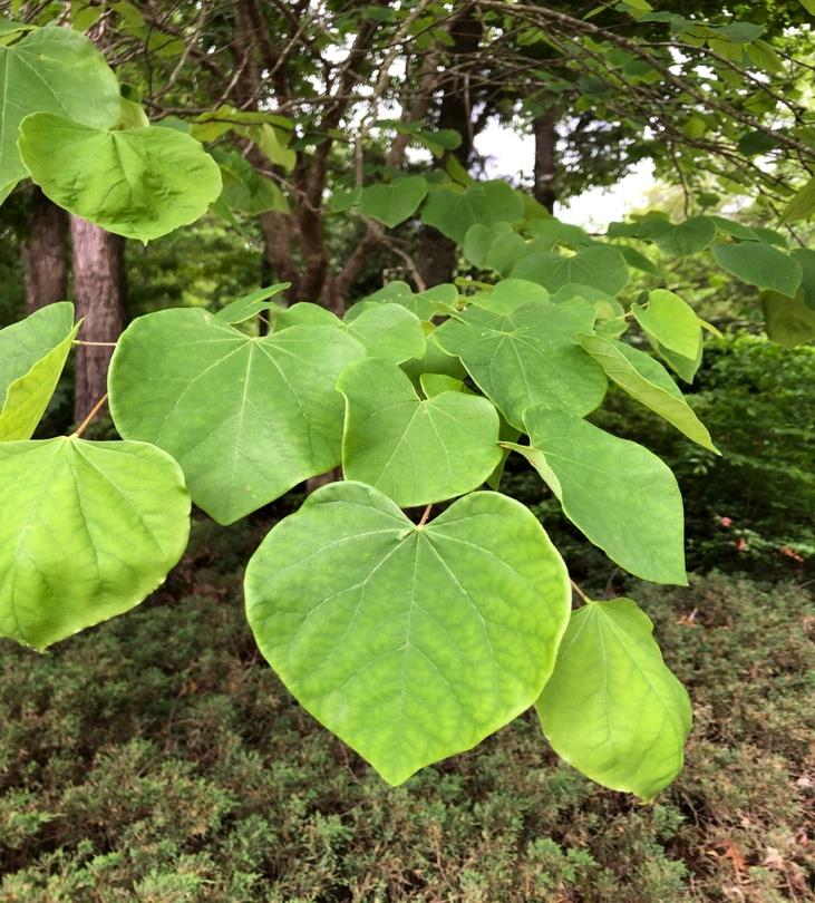 <p><em>Cercis canadensis</em></p>