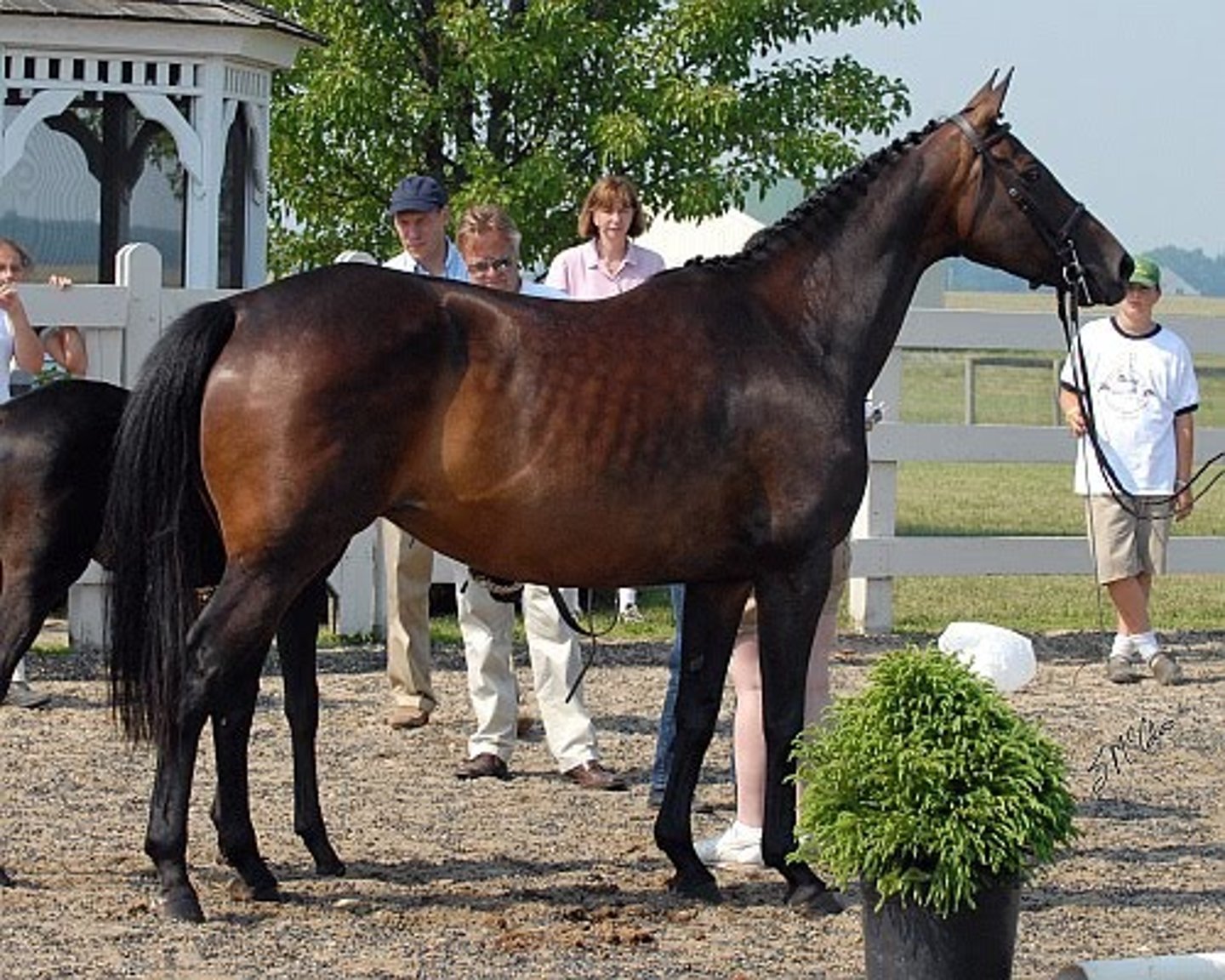 <p>German horse that is calm, level headed, good stamina, and has a floating trot, a round rhythmic canter, and a ground covering walk.</p>