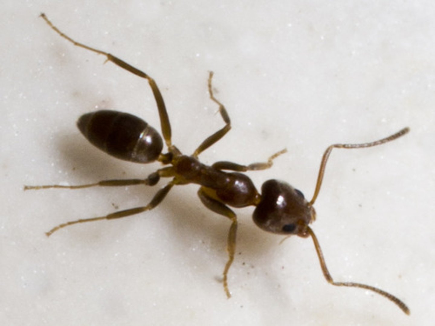 <p>- Tend honeydew-producing plant pest: interferes w/ biological control</p><p>- Displaces some native arthropods</p><p>- Major urban / structural nuisance pest</p><p>- Unicoloniality, individuals mix freely among separate nests</p><p>- Vast population size / absence of intercolonial aggression in the introduced areas</p><p>similarity in cuticular hydrocarbon signature (colony odors)</p><p>Bite but cannot stingShallow nest in soil under rocks, logs, stepping stones, pavement</p>