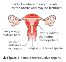 <p>Ovaries</p>