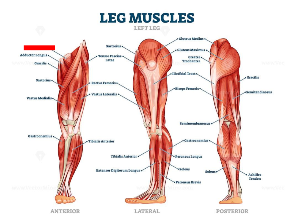 <p>adductors</p>