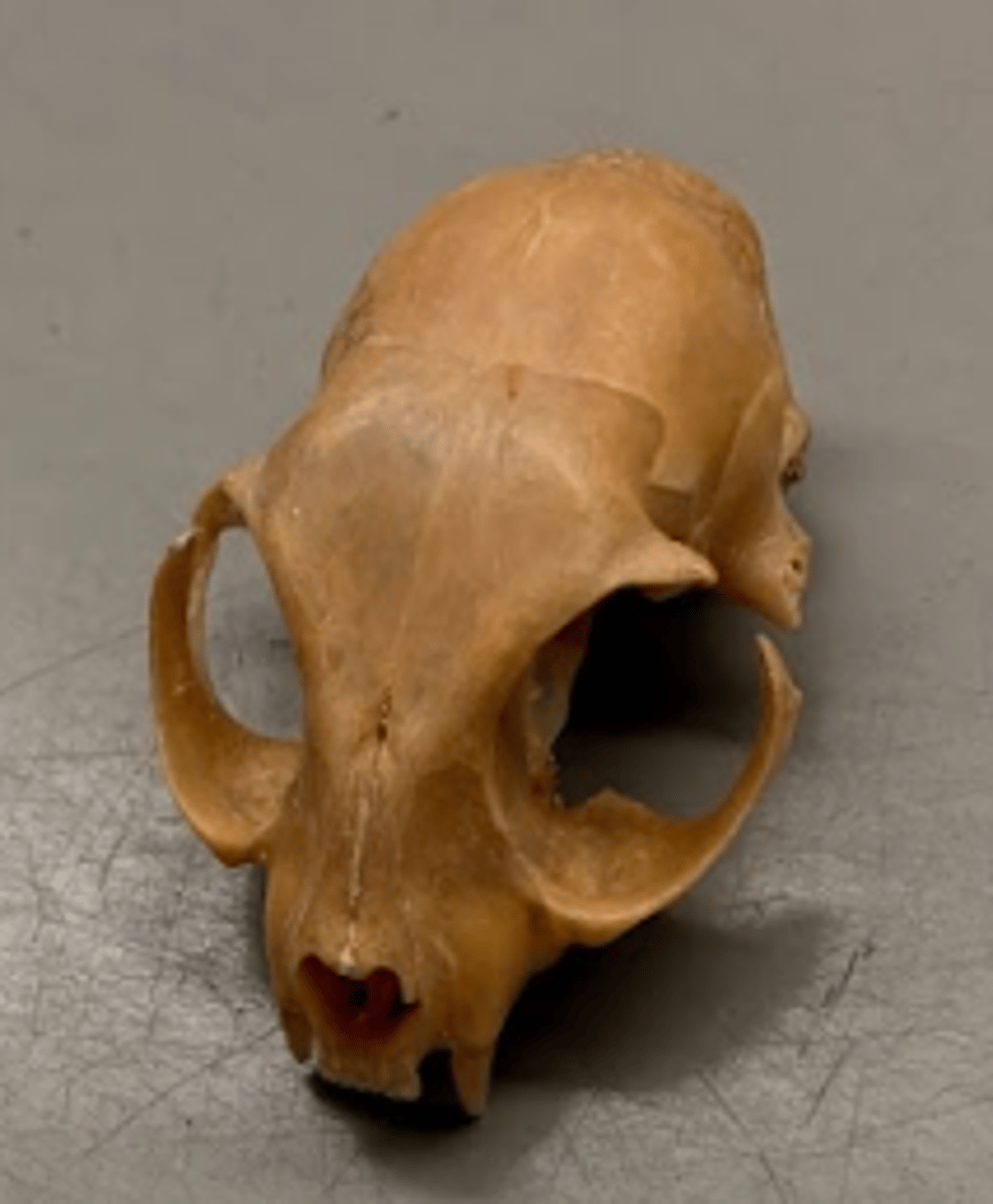 <p>What is this specimen?</p>