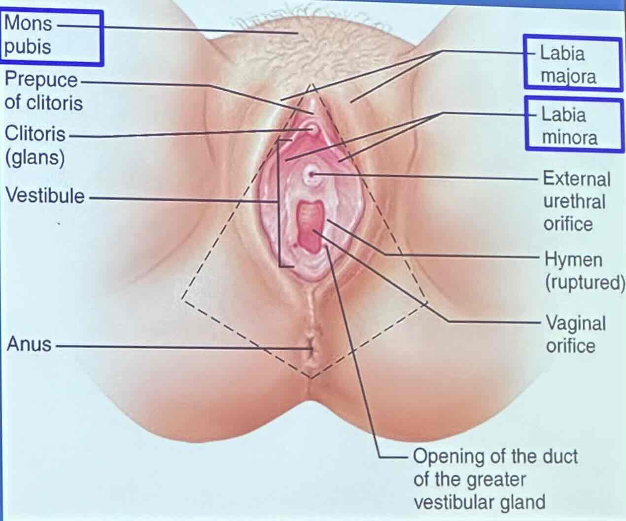 <p>the hymen is a piece of tissue covering or surrounding part of your vaginal opening, range form thin to thick; not only sex tears/breaks it, it could be broken by sports, tampons, etc.</p>