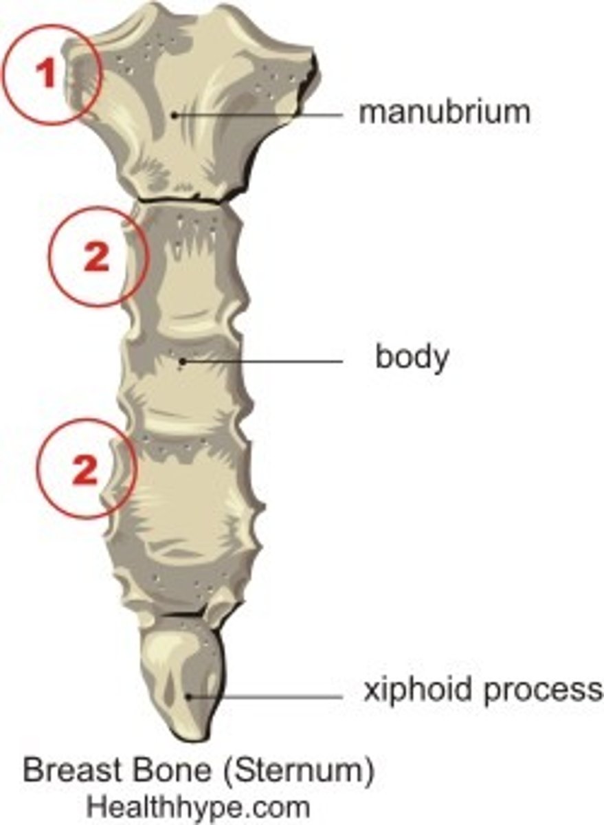 <p>Manubrium, body, xiphoid process</p>