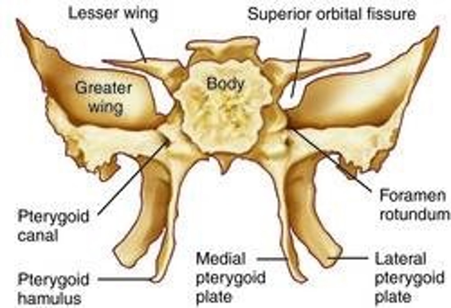 <p>a compound bone that forms the base of the cranium, behind the eye and below the front part of the brain. It has two pairs of broad lateral "wings" and a number of other projections, and contains two air-filled sinuses.</p>