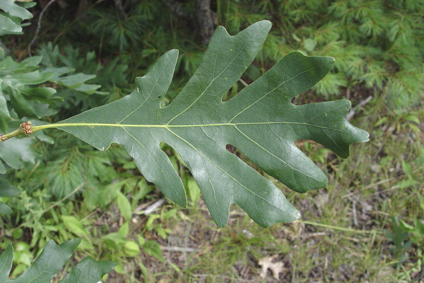 <p>eastern white oak&nbsp;</p>