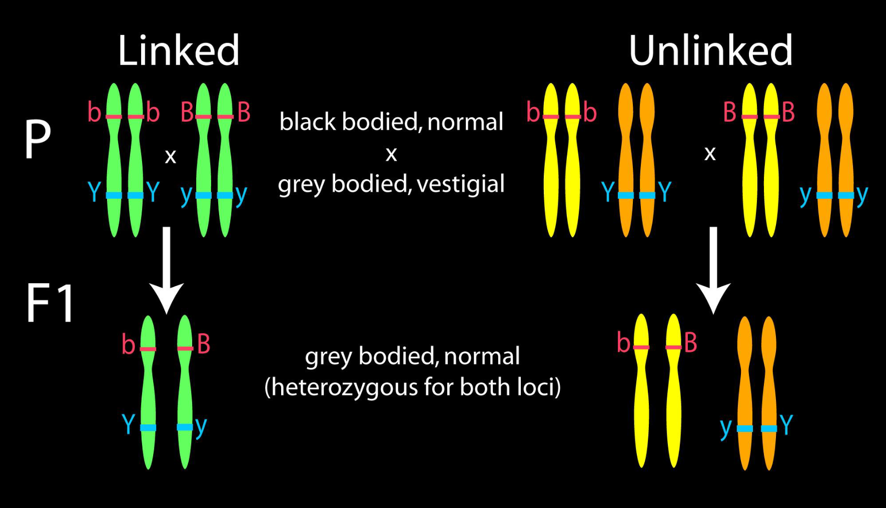<p>Linked: Po generation has genes on same chromosome, so F1 generation will have genes on same chromosome as well</p><p></p><p>Unlinked: Po generation has genes on different chromosomes, so F1 generation will have its genes on different chromosomes as well</p>