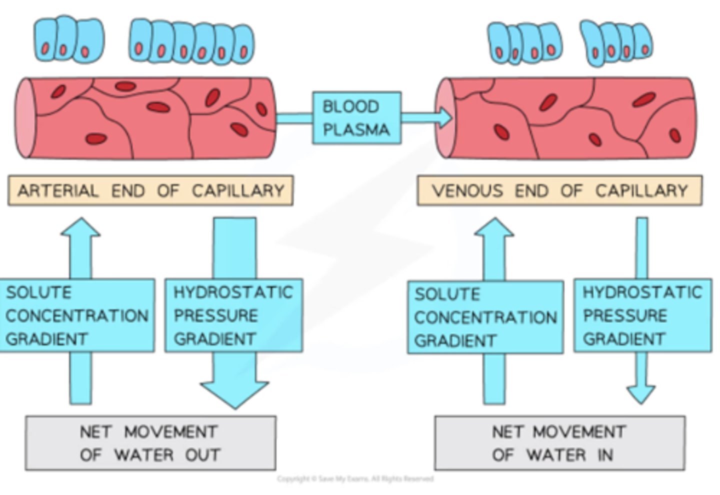 <p>● As blood is pumped through increasingly small vessels, this creates hydrostatic pressure which forces fluid out of the capillaries.</p><p>● It bathes the cells, and then returns to the capillaries when the hydrostatic pressure is low enough.</p>