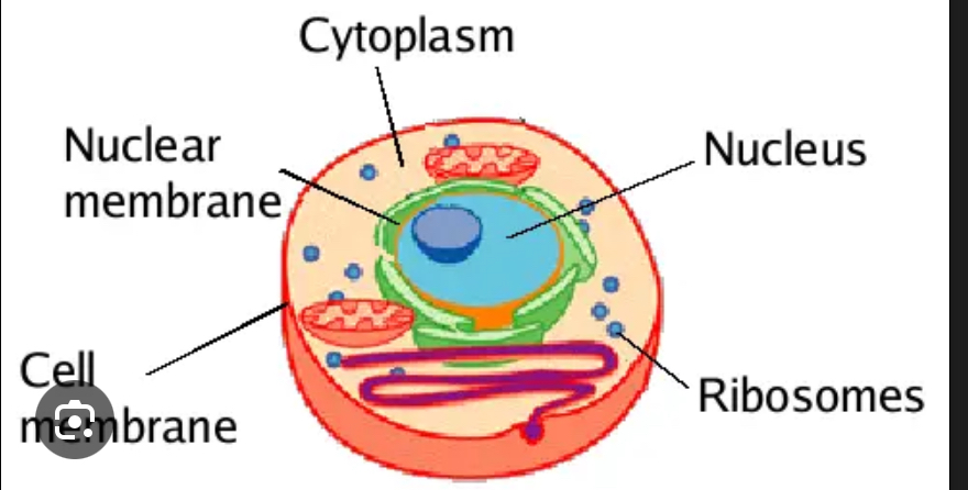 <p><span style="background-color: transparent;"><strong><u><span>Structure</span></u><span>:</span></strong></span></p><p style="text-align: center;"><span style="background-color: transparent;"><strong><span>Small spheres</span></strong></span></p><p><strong><br></strong></p><p style="text-align: center;"><span style="background-color: transparent;"><strong><u><span>Function</span></u><span>:</span></strong></span></p><p style="text-align: center;"><span style="background-color: transparent;"><strong><span>Makes proteins</span></strong></span></p><p><br></p>