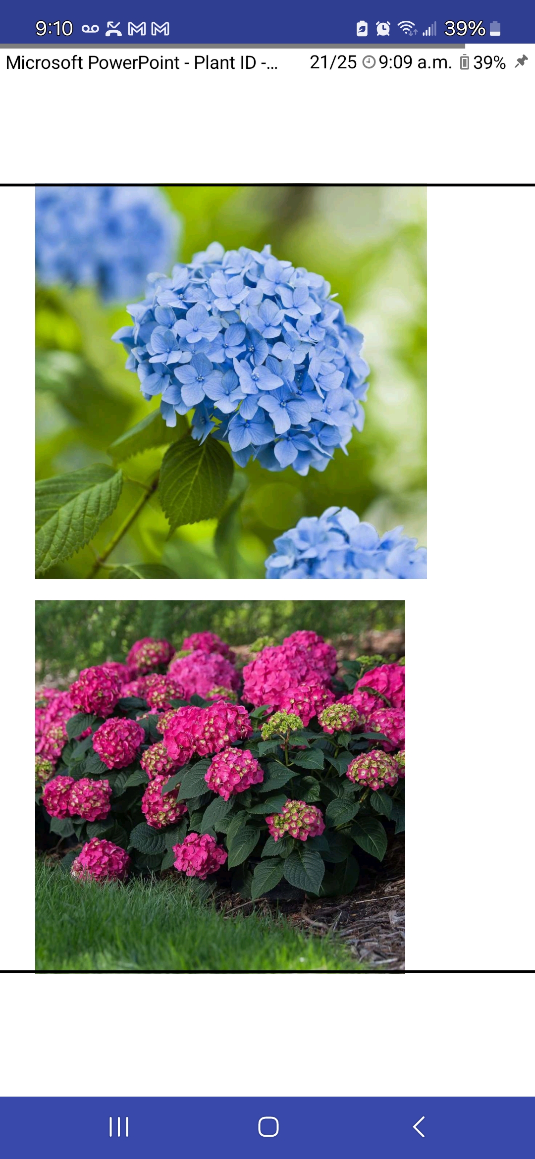 <p>Hydrangea macrophylla, Hydrangeaceae</p>