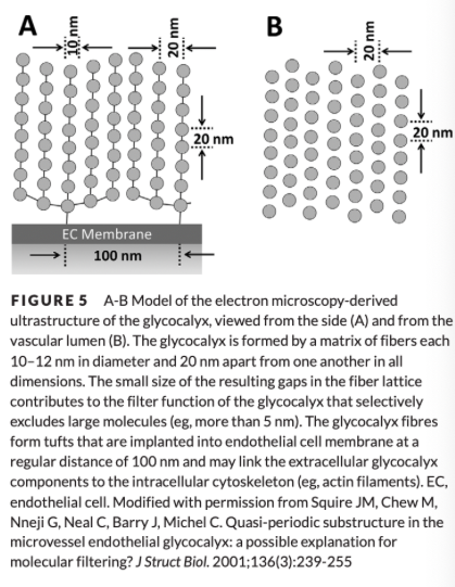 <ul><li><p><span>EG excludes large molecules while maintaining a relative permeability to smaller molecules, specifically those with radii less than 4-5 nm</span></p><ul><li><p><span>Gaps of &lt;10 nm significantly restrict permeability of the matrix for larger molecules</span></p></li></ul></li></ul><p></p>