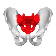 <p><span>lower back, base of the spine</span></p>