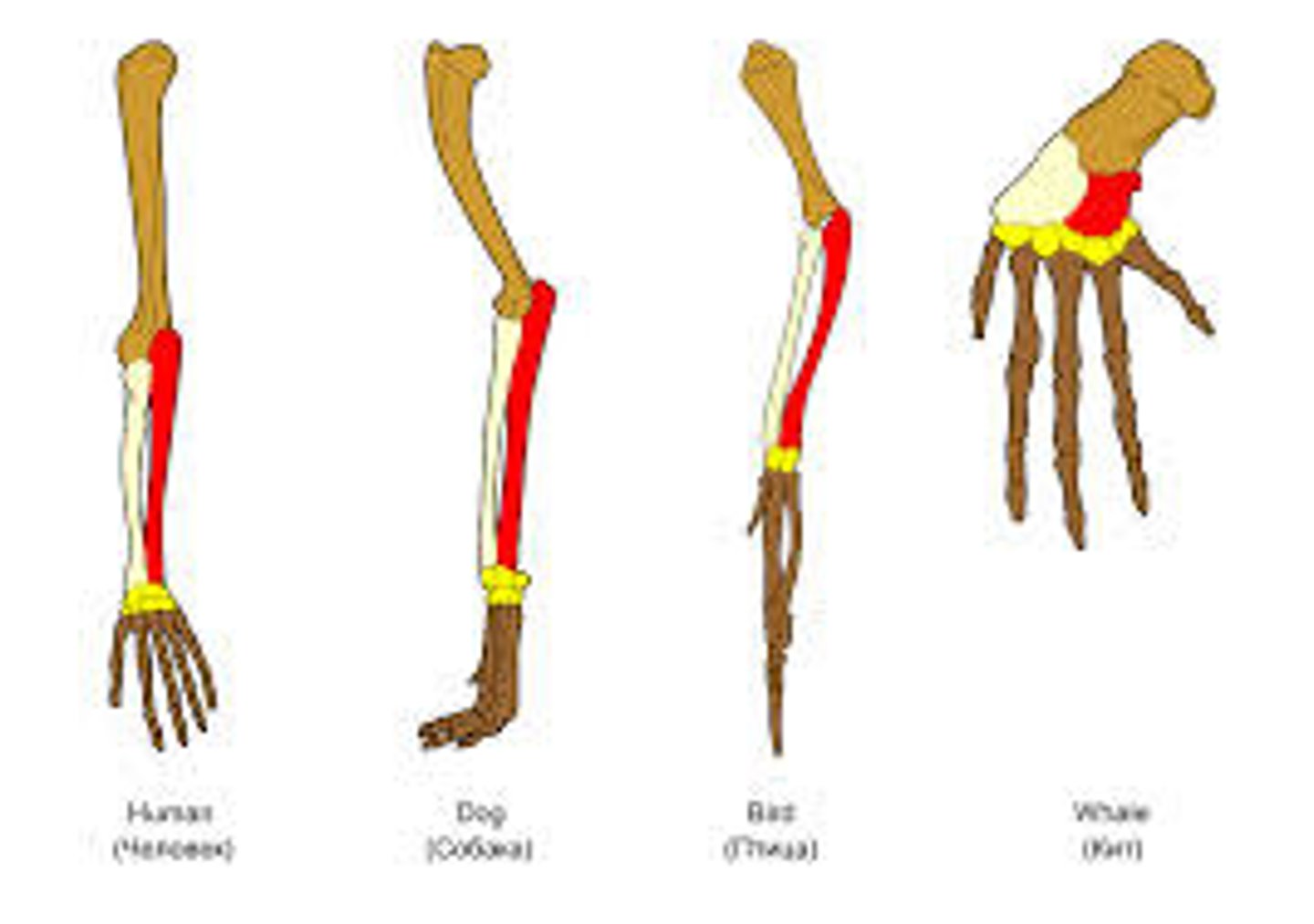 <p>Structures that have different functions in different species, but were inherited from common ancestors</p>