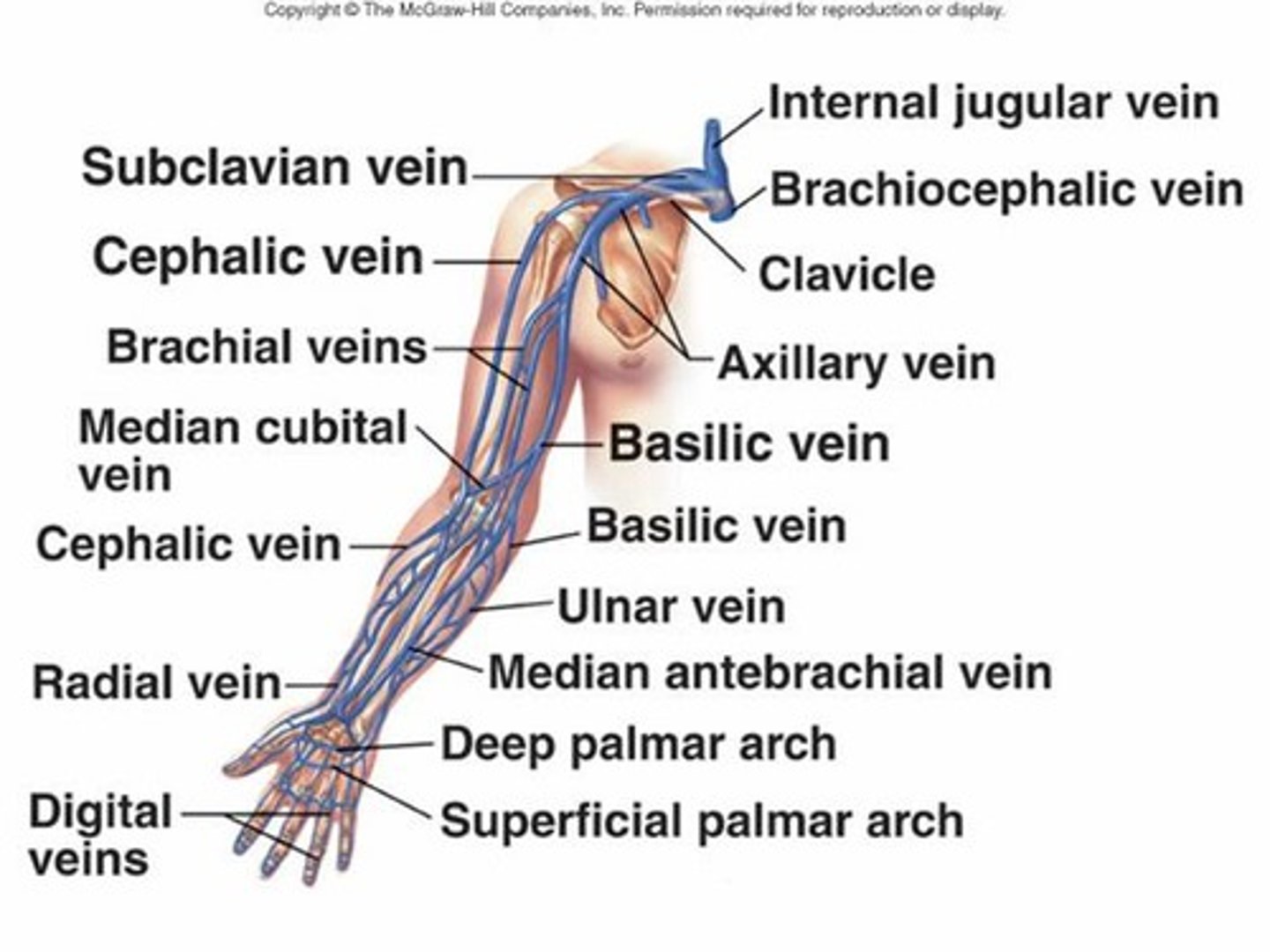 <p>Brachial, axillary, subclavian</p>