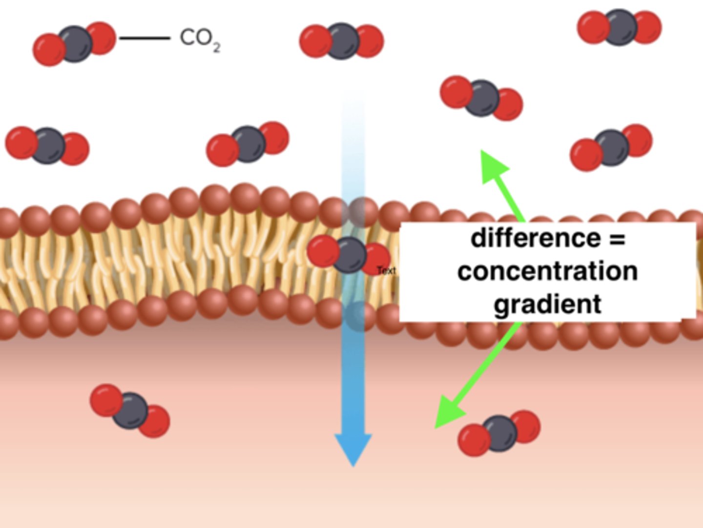 <p>The difference in the concentrations of molecules in two areas</p>