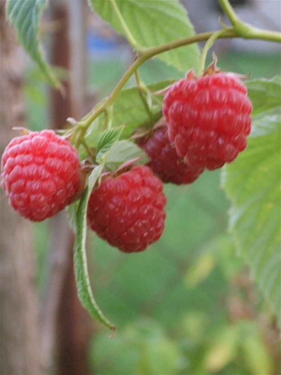 <p>Actions: Parturifacient, uterine tonic; strengthens contractions;</p><p>Indications: Prep for labour by strengthening the uterus</p><p>SE:</p><p>CI: early stages of pregnancy</p><p>Rubus rubbed that uterus!</p>