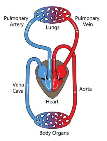 <p>Heart has four chambers.</p><p>Pulmonary circulation: One side of the heart is used to pump the blood to capillaries of the lungs for reoxygenation</p><p>Systemic circulation: Blood is returned to the other side of the heart to be pumped out to capillaries in the body tissues</p><p>Allows blood pressure to be restored</p>