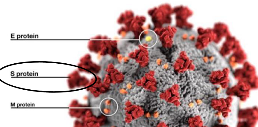 <ul><li><p>There are four main structural proteins, BUT the most important one is<strong> </strong><span style="color: red;"><strong>spike (S) glycoproteins&nbsp;</strong></span></p></li><li><p><strong>S proteins protrude from the viral surface resembling a crown, or corona!&nbsp;</strong></p></li><li><p><strong>The genome also codes for</strong><span style="color: red;"><strong> 16 nonstructural proteins</strong></span><strong> that are involved in viral replication, maturation, and release&nbsp;</strong></p></li></ul><p>NOTE: this slide has to do with SARS-CoV-2</p><ul><li><p>Belongs to genus&nbsp;<span>β-coronavirus, family<em> Coronaviridae&nbsp;</em></span></p></li><li><p><span>It is an enveloped virus with an unsegmented single stranded postive-sense mRNA (+ssmRNA)&nbsp;</span></p></li></ul><p></p>