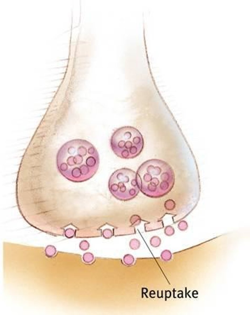 <p>Neurotransmitters in the synapse are reabsorbed into the sending neurons through the process of reuptake.</p>