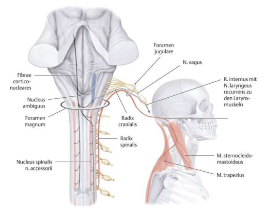 zenuw, type, functie, craniale foramen